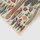 Feather Bird Wildlife Antique Feathers Seidenpapier (Ausschnitt)