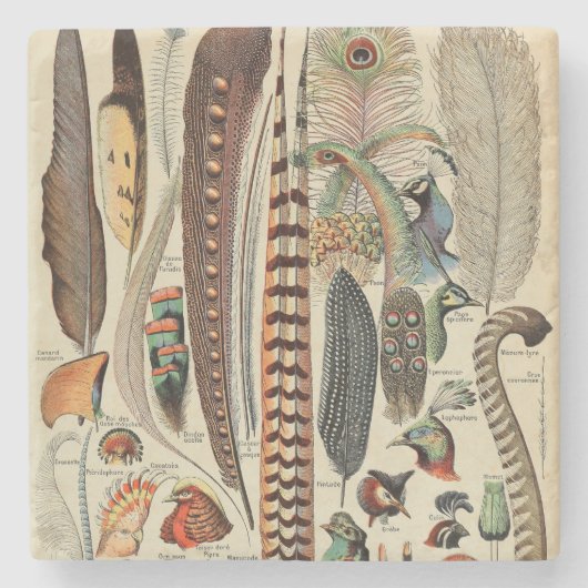 Feather Bird Wildlife Antique Feathers Steinuntersetzer (Vorderseite)