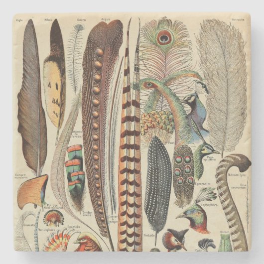 Feather Bird Wildlife Antique Feathers Steinuntersetzer (Vorderseite)