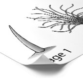 Feather Evolution Print Poster (Ecke)