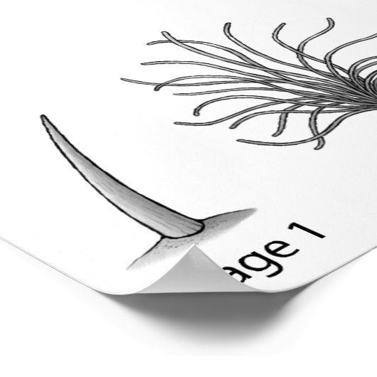 Feather Evolution Print Poster (Ecke)