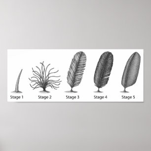 Feather Evolution Print Poster