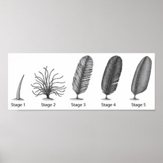 Feather Evolution Print Poster