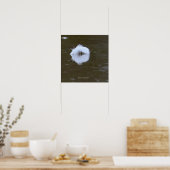 Feather on the water poster (Küche)