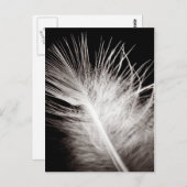 Feather Postkarte (Vorne/Hinten)