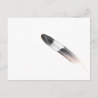 Feather Postkarte