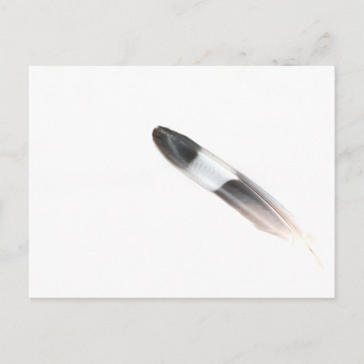Feather Postkarte (Vorderseite)