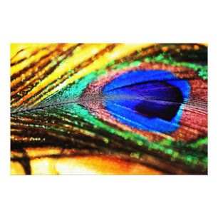 Feather von Shirley Taylor Fotodruck