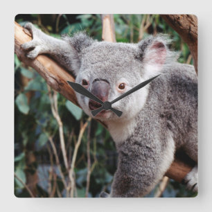 Featherdale Tier-Park, Koala-Bären Quadratische Wanduhr