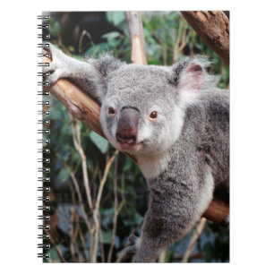 Featherdale Wildlife Park, Koala-Bären Notizblock