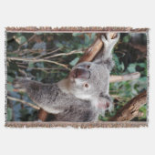 Featherdale Wildlife Park, Koala Bears Decke (Vorderseite)