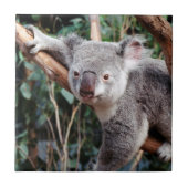 Featherdale Wildlife Park, Koala Bears Fliese (Vorderseite)