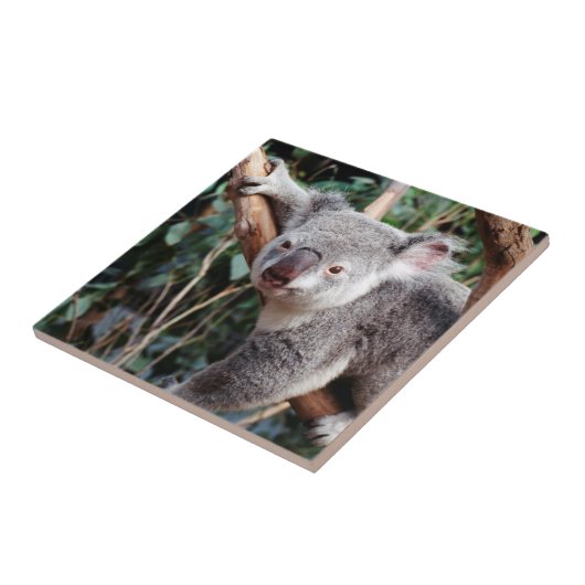 Featherdale Wildlife Park, Koala Bears Fliese (Seite)