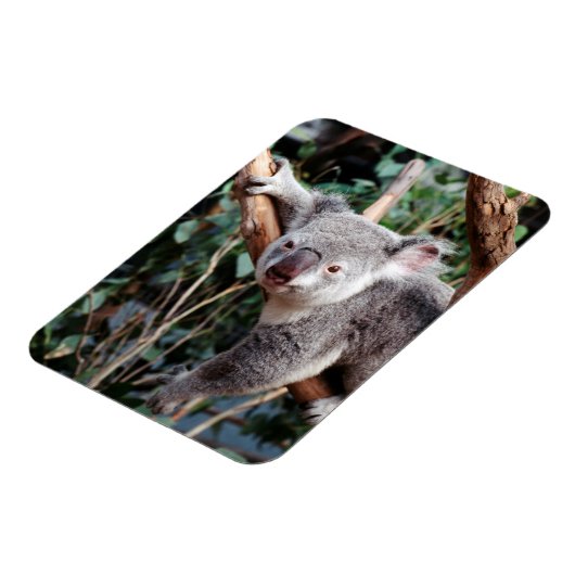 Featherdale Wildlife Park, Koala Bears Magnet (Linke Seite)