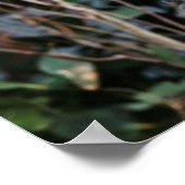 Featherdale Wildlife Park, Koala Bears Poster (Ecke)