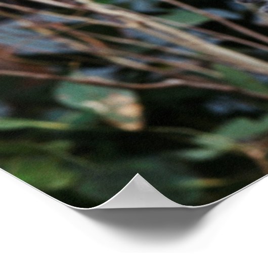 Featherdale Wildlife Park, Koala Bears Poster (Ecke)