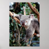 Featherdale Wildlife Park, Koala Bears Poster (Vorne)