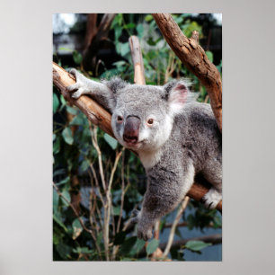 Featherdale Wildlife Park, Koala Bears Poster