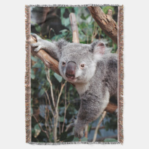 Featherdale Wildlife Park, Koalas Decke