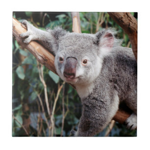 Featherdale Wildlife Park, Koalas Fliese