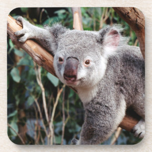 Featherdale Wildlife Park, Koalas Getränkeuntersetzer