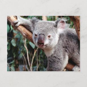 Featherdale Wildlife Park, Koalas Postkarte