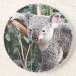 Featherdale Wildlife Park, Koalas Sandstein Untersetzer
