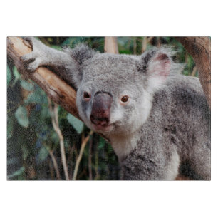 Featherdale Wildlife Park, Koalas Schneidebrett