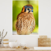 Feathered Ember: The Watchful Kestrel Poster (Küche)