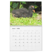 Feathered Friends 2013 Calendar - Encore Edition Kalender (Mär 2026)