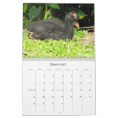 Feathered Friends 2016 (Encore) Kalender (Mär 2027)