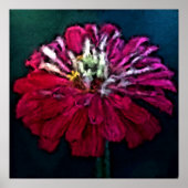Feathered Zinnia Poster (Vorne)