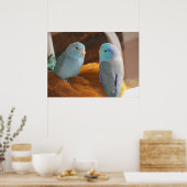 Featherfriends Blue Pacific Parrotlets Bird Art Poster (Küche)