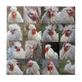 "Feathers in Focus: Ein Portrait eines weißen Hühn Fliese (Vorderseite)