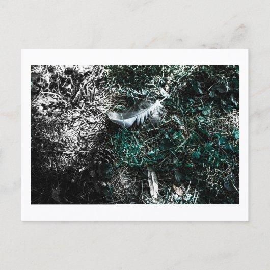 Feathers in the Woods by Jeffrey H. Thornton:  Postkarte (Vorderseite)