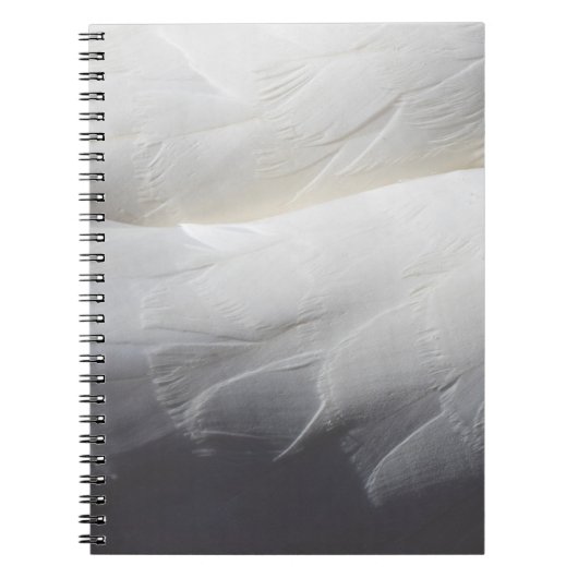 Feathers kreativer Hintergrund Notizblock (Vorderseite)