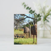 "Feathers of stolz: Emu Eltern mit ihren Chicks" Postkarte (Stehend Vorderseite)