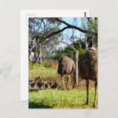 "Feathers of stolz: Emu Eltern mit ihren Chicks" Postkarte (Vorne/Hinten)