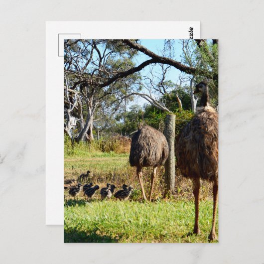 "Feathers of stolz: Emu Eltern mit ihren Chicks" Postkarte (Vorne/Hinten)