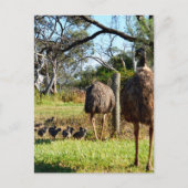 "Feathers of stolz: Emu Eltern mit ihren Chicks" Postkarte (Vorderseite)