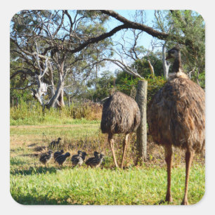 "Feathers of stolz: Emu Eltern mit ihren Chicks" Quadratischer Aufkleber