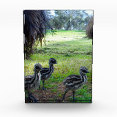 "Feathers of the Future: Three Baby Emu Chicks" Fotoblock (Vorderseite)