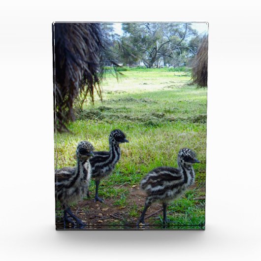 "Feathers of the Future: Three Baby Emu Chicks" Fotoblock (Vorderseite)