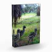 "Feathers of the Future: Three Baby Emu Chicks" Fotoblock (Links)