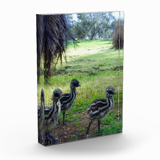 "Feathers of the Future: Three Baby Emu Chicks" Fotoblock (Links)