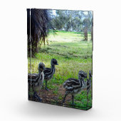 "Feathers of the Future: Three Baby Emu Chicks" Fotoblock (Rechts)