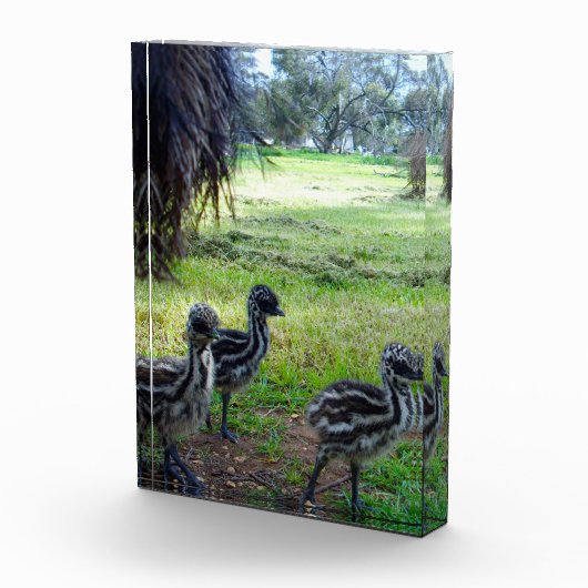 "Feathers of the Future: Three Baby Emu Chicks" Fotoblock (Rechts)