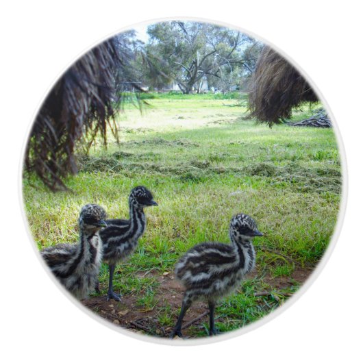"Feathers of the Future: Three Baby Emu Chicks" Keramikknauf (Vorderseite)