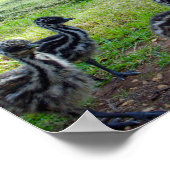 "Feathers of the Future: Three Baby Emu Chicks" Poster (Ecke)