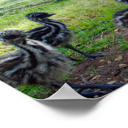 "Feathers of the Future: Three Baby Emu Chicks" Poster (Ecke)